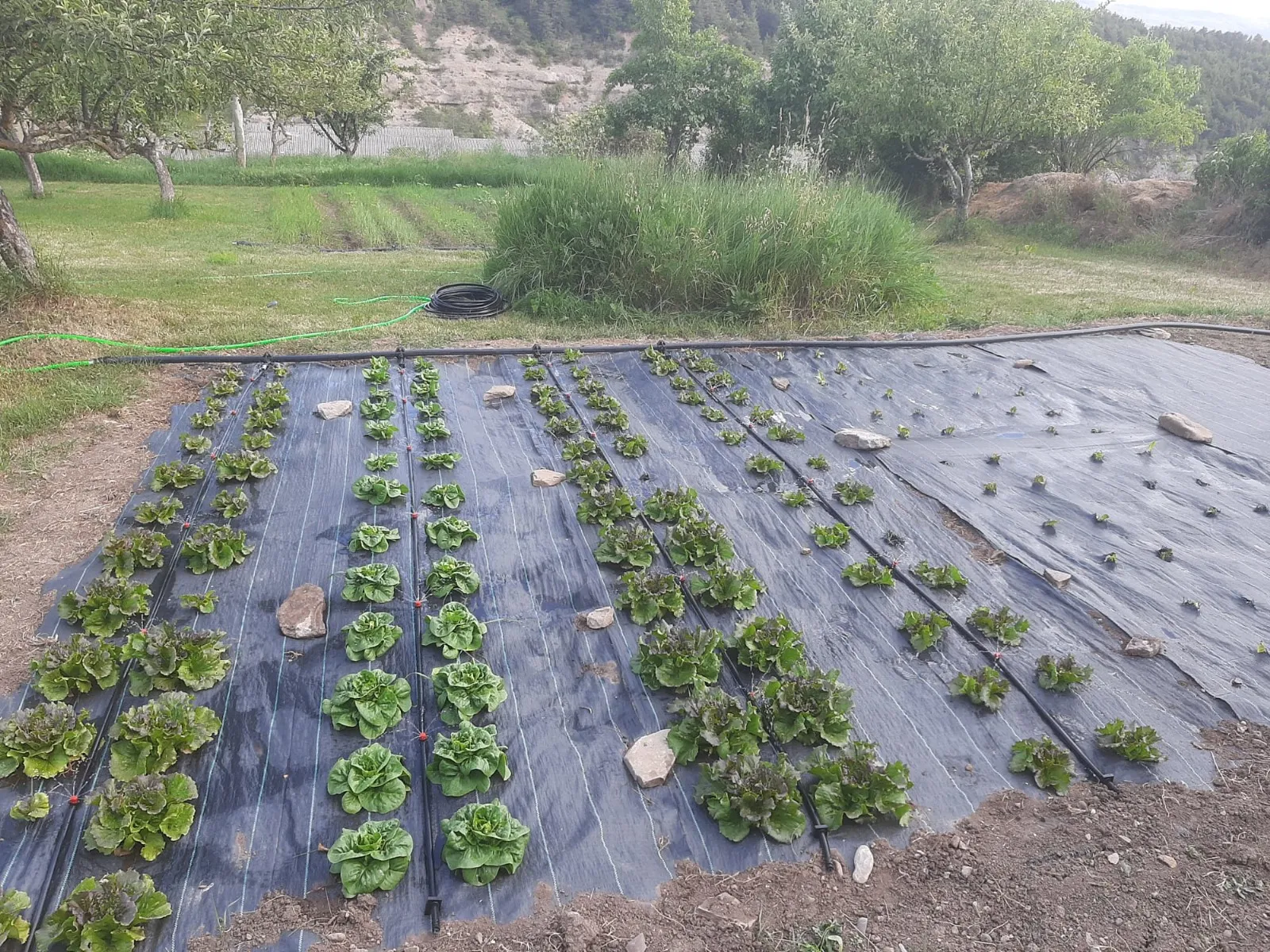 Huerto ecológico junto a Casa Rural Gillué.